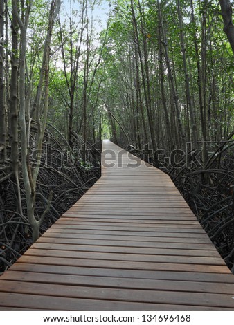 Wooden path walk to tropical mangrove forest.