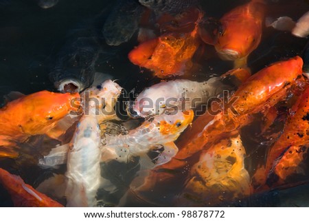 colorful koi carps in the pond