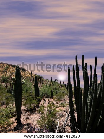 Cacti growing on desert hill. Shot at sunrise.