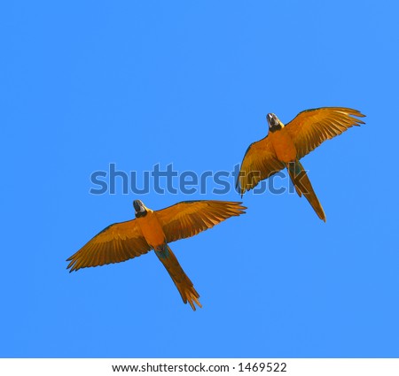 flying macaws