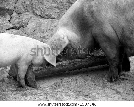 Mother and son pigs eating