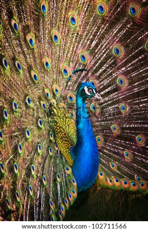 colourful peacock