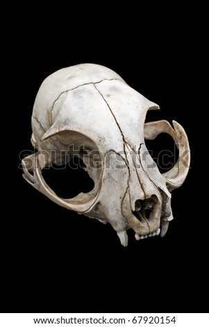 Cat skull isolated on a black background