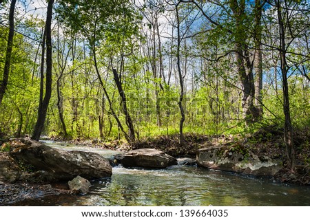summer landscape with a stream in the forest