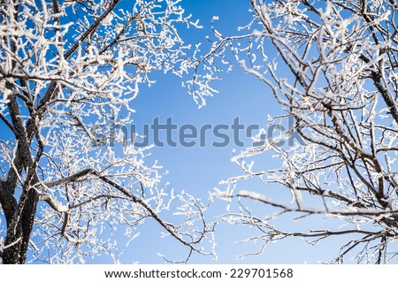 Branches of trees form a heart shape. Beautiful winter landscape.