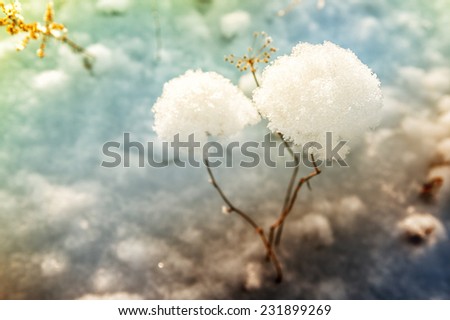 Snow-covered plants in winter forest. Beautiful winter landscape. Vintage filter