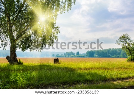 Beautiful big birch tree in a meadow with sunny beams. Beautiful summer landscape. Sunrise in forest