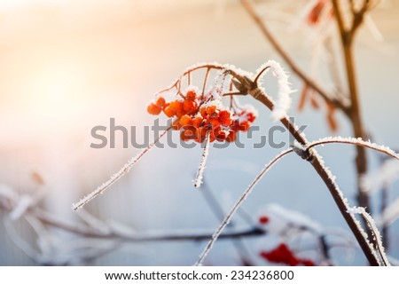 Rowan berries in the frost. Beautiful winter nature. Creative toning effect