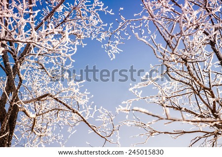 Branches of trees form a heart shape. Beautiful winter landscape. Creative toning effect