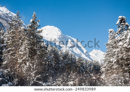 Winter forest and mountains at sunny day. Beautiful winter landscape. Elbrus region. Caucasus, Russian Federation.
