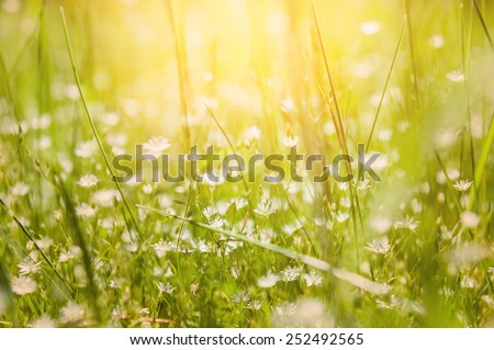 Green grass and little white flowers on the field. Beautiful summer background. Soft focus