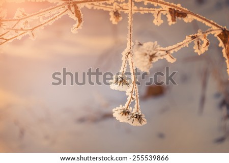 Hoarfrost on the plants in winter forest. Macro image with small depth of field