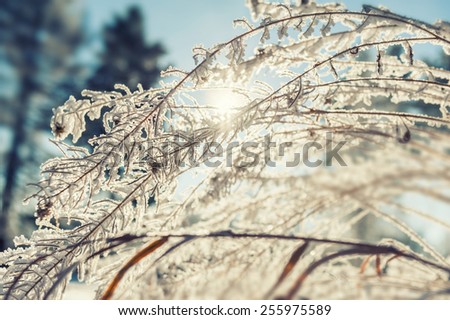 Hoarfrost on the plants in winter forest. Macro image with small depth of field. Vintage effect