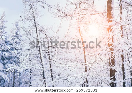 Snow covered trees in the forest at sunset. Beautiful winter landscape. Creative toning effect