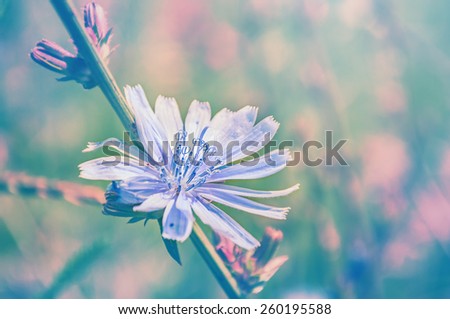 Macro image of chicory flower, small depth of field. Blurred flower background. Vintage effect