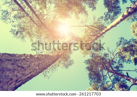 Pine forest at sunny day. Beautiful summer landscape. Vintage effect
