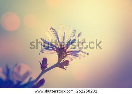 Macro image of chicory flower, small depth of field. Blurred flower background. Vintage effect