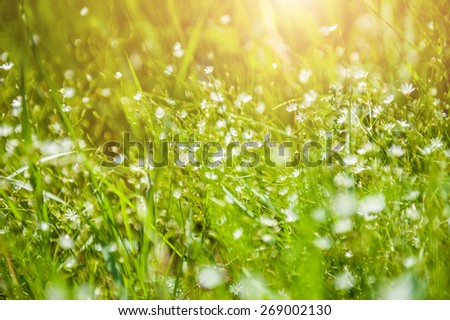 Wildflowers and green grass in the field. Beautiful summer background.