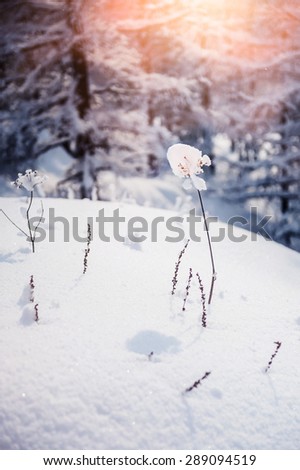 Snow-covered plants in winter forest. Beautiful winter landscape