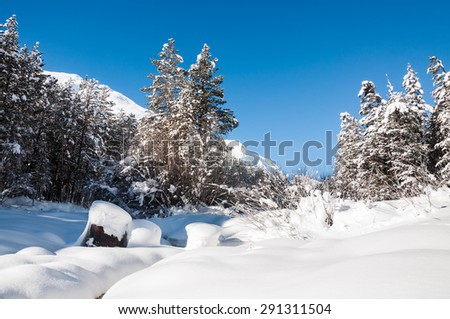 Snowy mountain river with spruce forest at cold winter day. Elbrus region, Caucasus, Russian Federation.