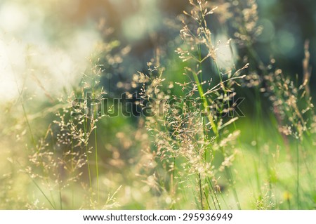 Green grass in the field with sunbeams. Blurred summer background, selective focus.