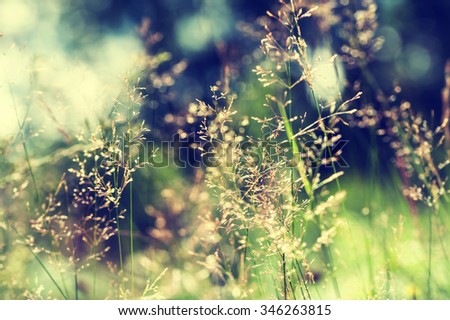 Forest meadow with wild grasses. Macro image with small depth of field. Vintage filter