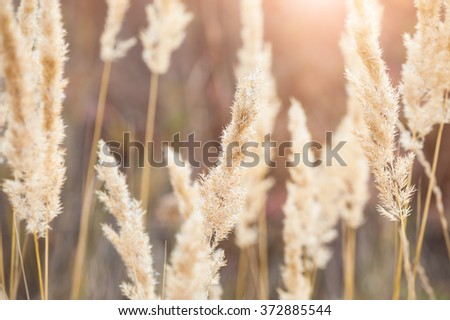 Forest meadow with wild grasses at sunset. Macro image with small depth of field.