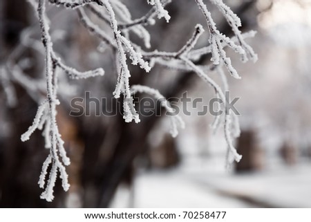 hanging down branches of a tree in hoarfrost