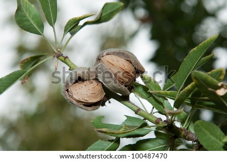 Two opened Almonds on the branch tree (second view)