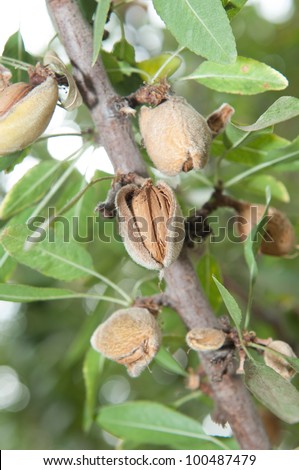 several Almonds on the branch tree