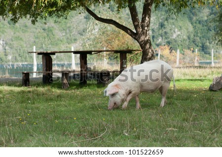 Picnic table and Pig (2)