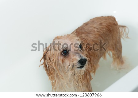 Washing the dog