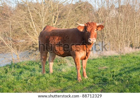 Salers Cow in the West of France