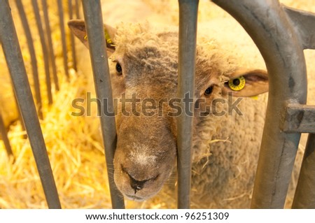 PARIS - FEBRUARY 26: Sad Sheep at The Paris International Agricultural Show 2012 on February 26, 2012 in Paris