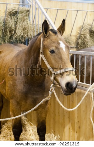 PARIS - FEBRUARY 26: Brown Horse at The Paris International Agricultural Show 2012 on February 26, 2012 in Paris