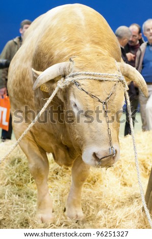 PARIS - FEBRUARY 26: Blonde of Aquitaine Strong Bull at The Paris International Agricultural Show 2012 on February 26, 2012 in Paris
