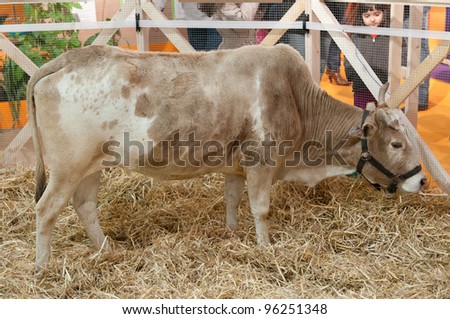 PARIS - FEBRUARY 26: Little Girl looking a Zebu Cow at The Paris International Agricultural Show 2012 on February 26, 2012 in Paris
