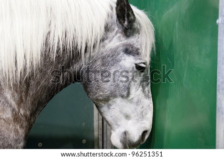 PARIS - FEBRUARY 26: Stressed Horse at The Paris International Agricultural Show 2012 on February 26, 2012 in Paris