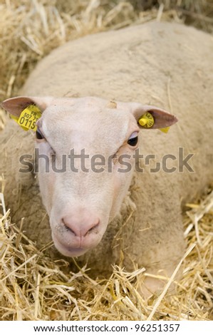 PARIS - FEBRUARY 26: Sheep in the Straw at The Paris International Agricultural Show 2012 on February 26, 2012 in Paris