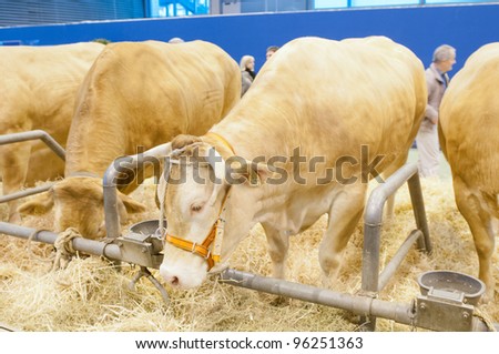 PARIS - FEBRUARY 26: Blonde of Aquitaine Cow at The Paris International Agricultural Show 2012 on February 26, 2012 in Paris