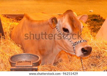 PARIS - FEBRUARY 26: Seated Jersiaise Cow at The Paris International Agricultural Show 2012 on February 26, 2012 in Paris