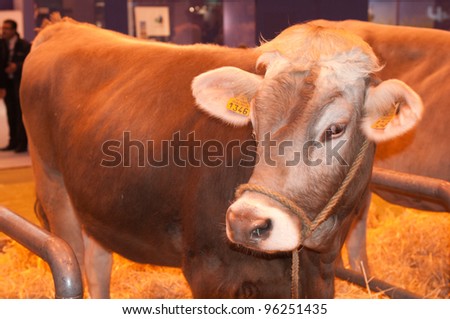 PARIS - FEBRUARY 26: Jersiaise Cow at The Paris International Agricultural Show 2012 on February 26, 2012 in Paris