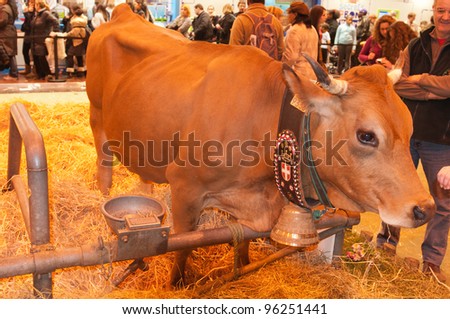 PARIS - FEBRUARY 26: Tarentaise Cow (2) at The Paris International Agricultural Show 2012 on February 26, 2012 in Paris