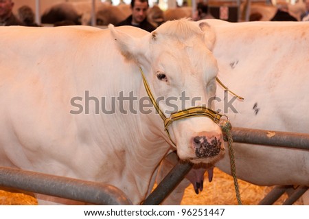 PARIS - FEBRUARY 26: Blanc Bleu Belge Cow at The Paris International Agricultural Show 2012 on February 26, 2012 in Paris