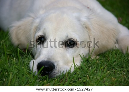 Puppy-Golden Retriever-4