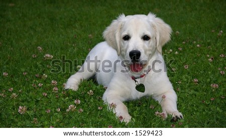 Puppy-Golden Retriever-2