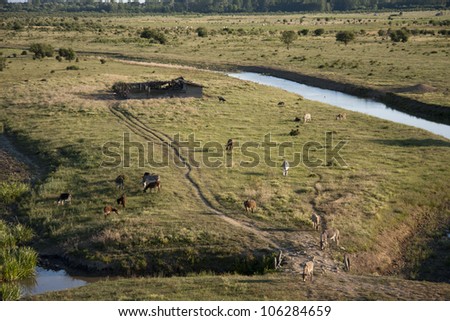 Zasavica bog, donkey farm,Balkans donkey