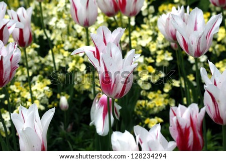 a field of red white tulips