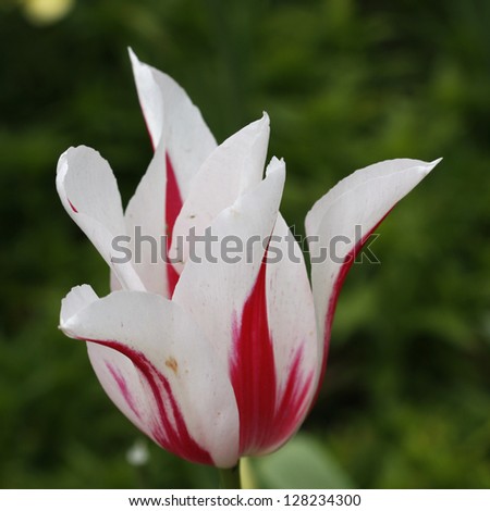 Red white tulip
