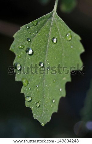 Drops of rain on the green leaf